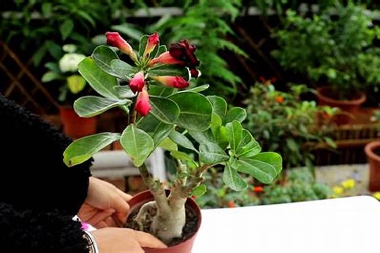 玉兰树的养殖方法和注意事项