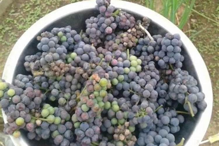 自家做葡萄酒捞起来了可可以做哪个养花的肥料吗