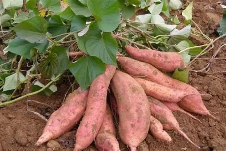 红薯种植需要施用钙肥吗