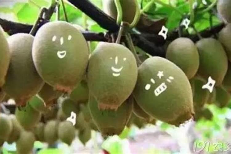 保花保果,防止柑橘落花落果的措施