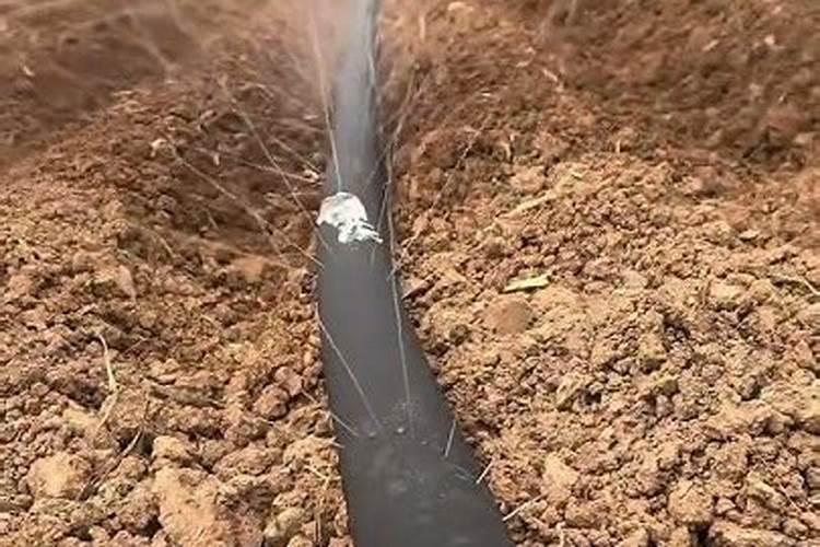 种菜最实用的肥料,是先下肥料还是先下种子