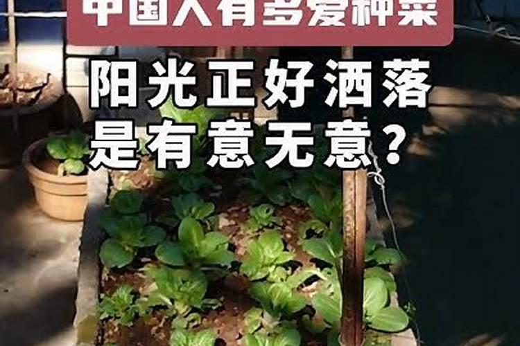 青菜苗种下几天可以施肥