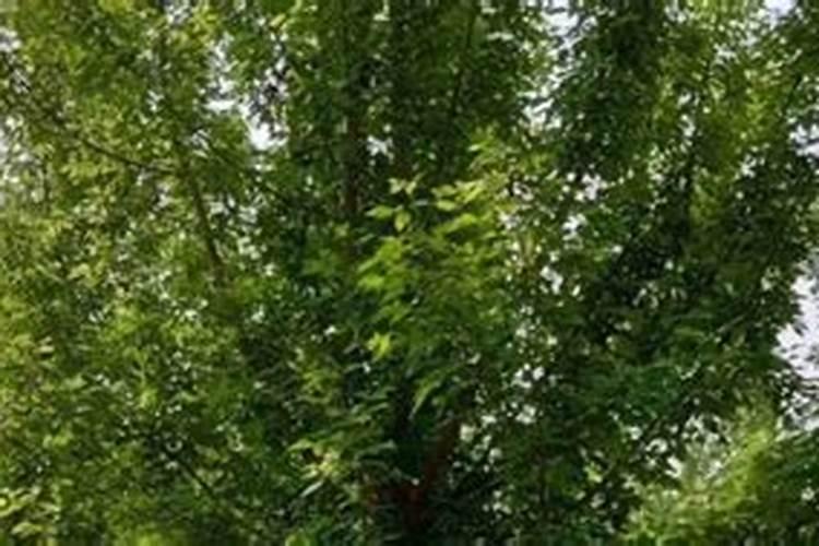 树苗种下多久施肥