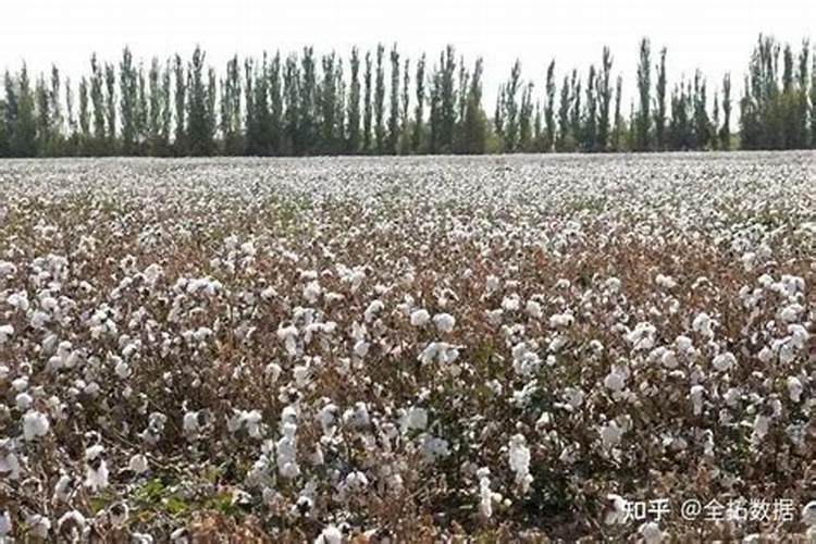 棉花杆每亩产量