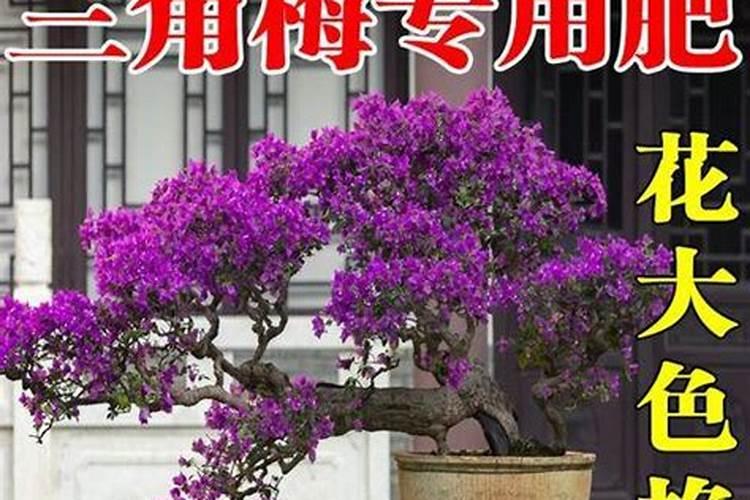 火龙果浇什么肥料合适