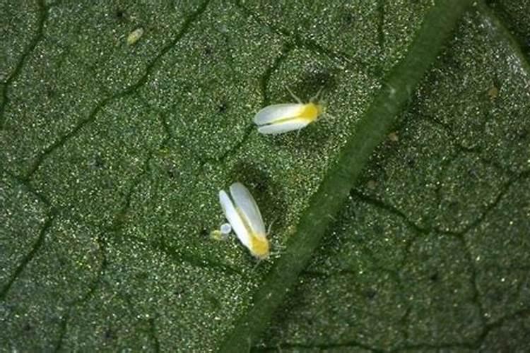 黑刺粉虱的防治方法有哪些？