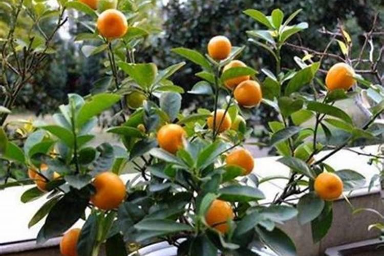 八种植物招财又旺宅金桔