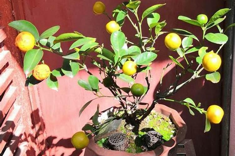 客厅摆放什么植物聚财家居风水四大漏财位