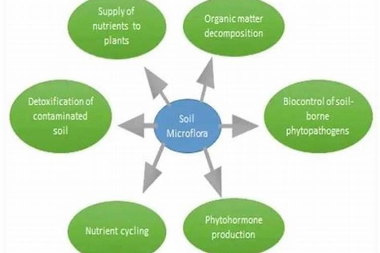蓝莓肥害是什么原因