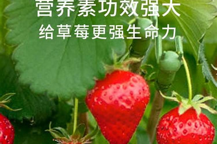 什么花肥好用 养花用营养液好还是肥料好