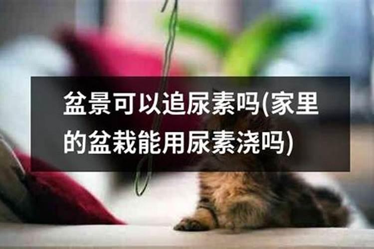 芦荟需要什么肥料养的好