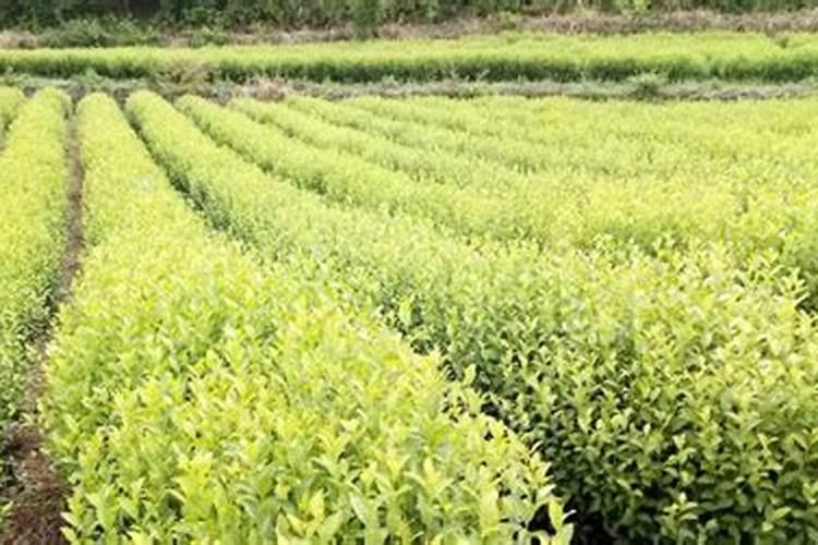 茶树花怎么养殖