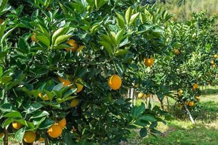 柑桔1月份可以施肥和种植吗？