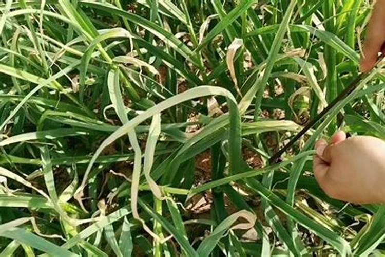 大蒜打完蒜苔喷施叶面肥对大蒜有好处吗？