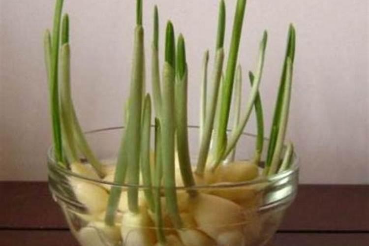 大蒜采收蒜苔后如何管理？