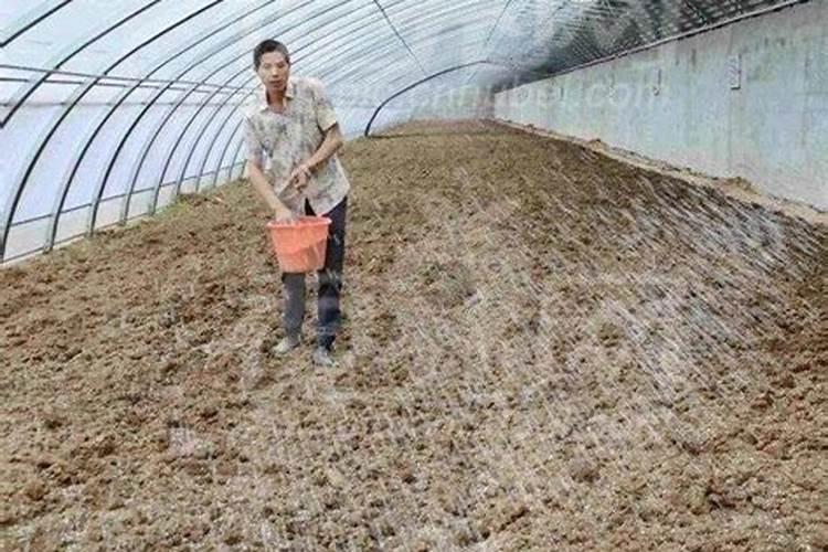 叶面喷施硼肥的最佳时间