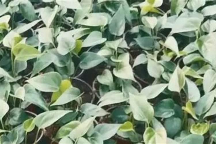 红掌施什么肥好,红掌施氮磷钾复合肥最好