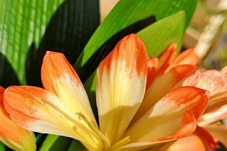 君子兰为啥不开花