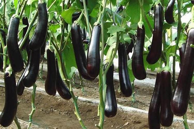 茄子追肥用什么肥料好