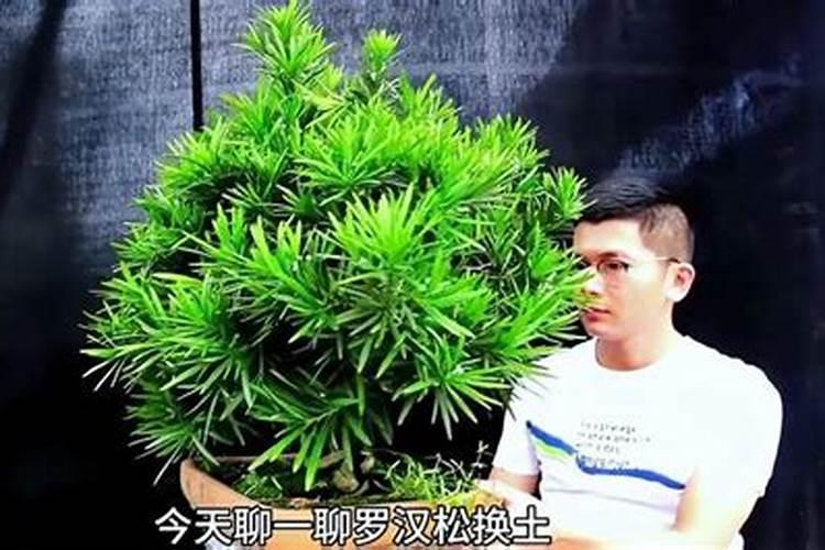 初春怎样养盆栽罗汉松,更换盆土并整枝修剪