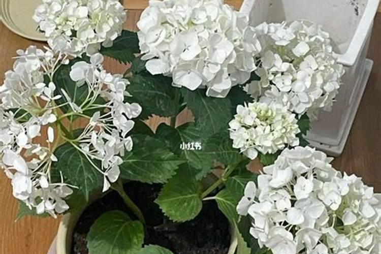 毛地黄开花后怎么处理,可以复花吗