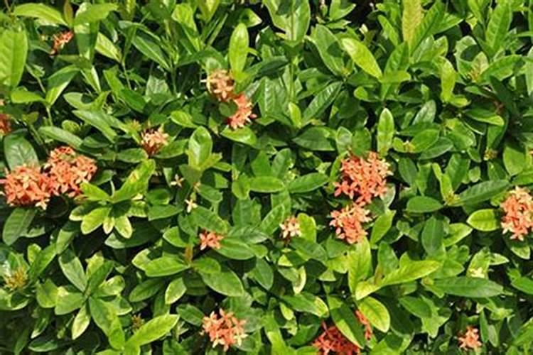 龙船花冬季能施肥吗？