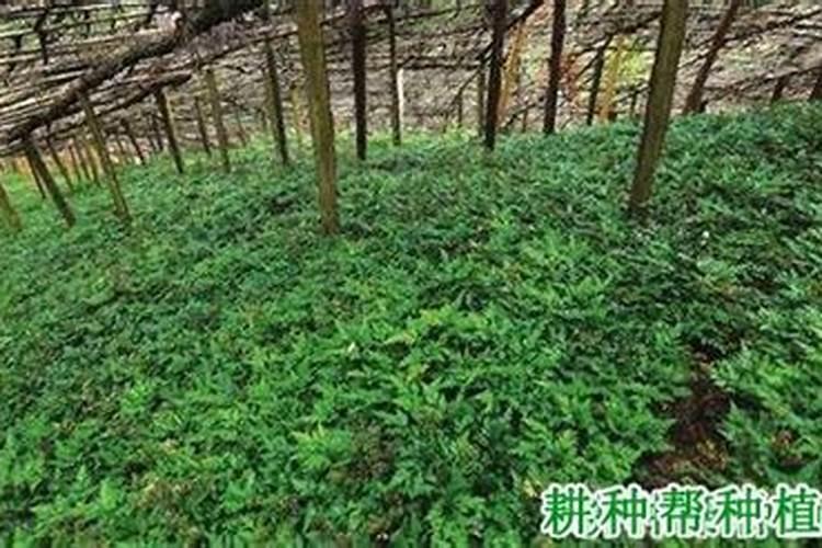 黄连施什么肥