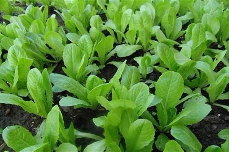 阳台种小白菜如何追肥 施什么肥可以增产