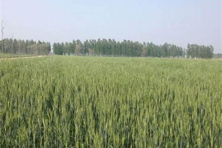 氮磷钾肥有哪些 适合什么花