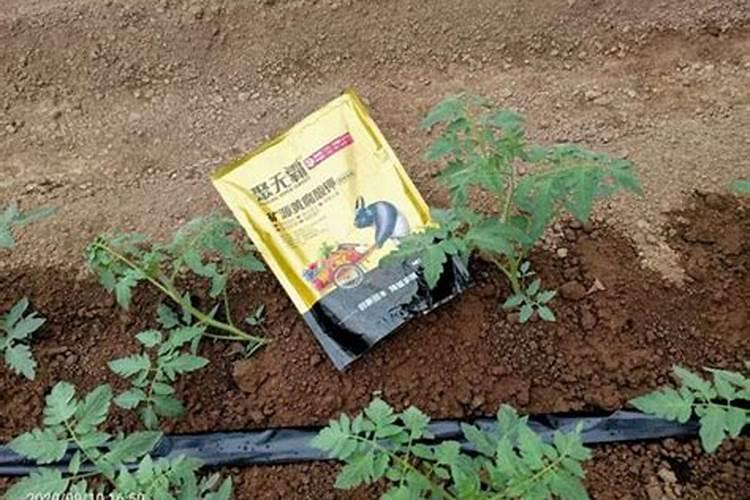 种菜用什么化肥最好