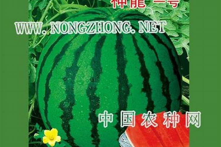 娃娃菜开始卷心时打什么药好？
