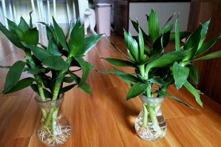 水养富贵竹没有生根可以放化肥吗1