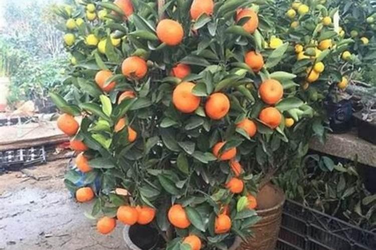 金桔树跟有一米施肥怎么施