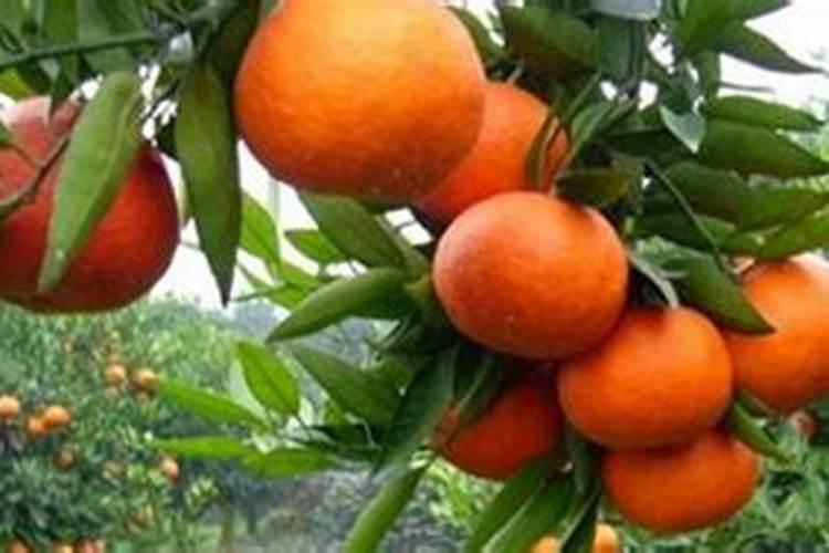 促进开花结果施什么肥(嘉宝果怎样促开花结果)