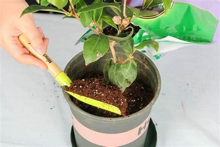 茶花施什么肥料最好