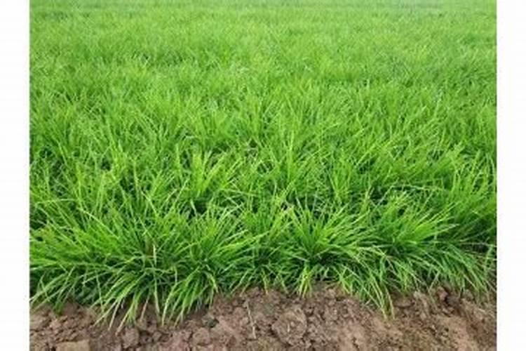 麦冬草种植方法