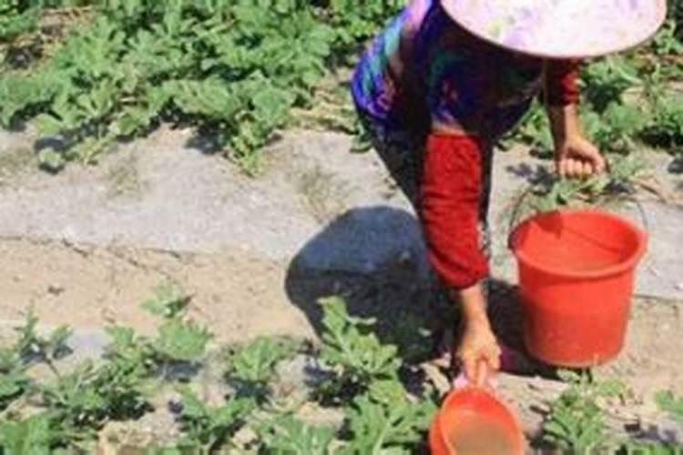 西瓜浇水和追肥分别采用什么样的技术才能长得好？