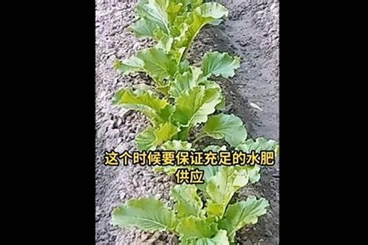 种植大白菜, 追肥浇水控制好,高产并不难!