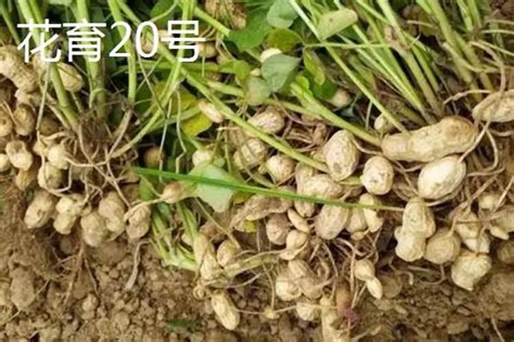 种花生用什么肥料最好高产