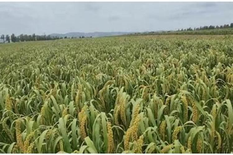 抗倒伏的是什么肥