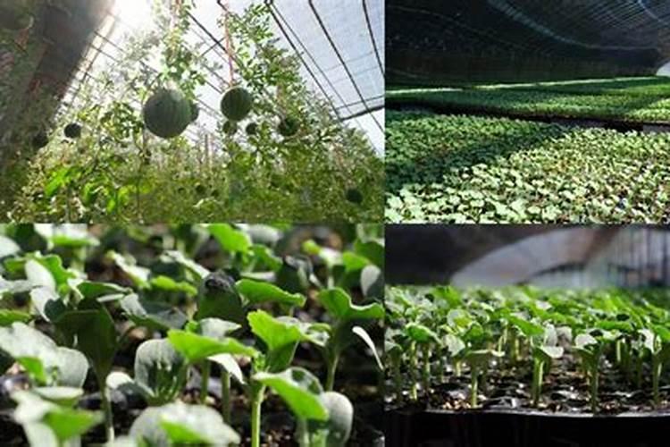 西瓜苗期追肥量如何控制