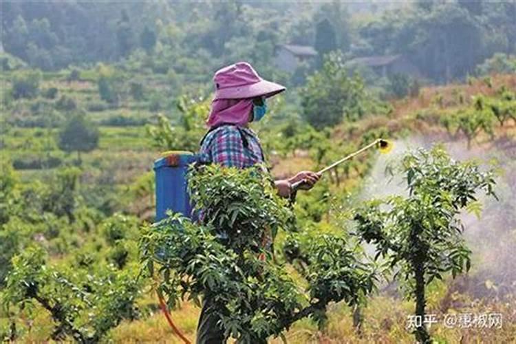 九叶青花椒栽后多久施肥的问题？
