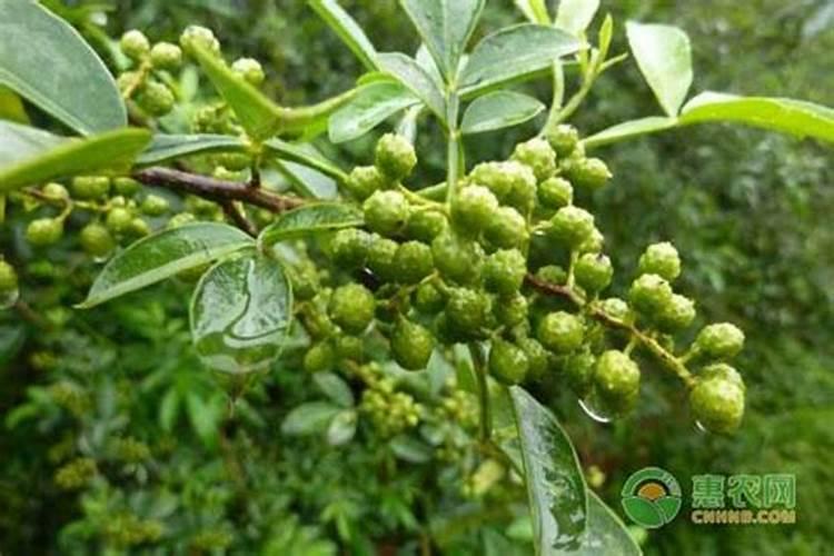 九叶青花椒收老药配方