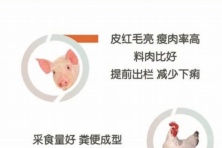 葡萄施底肥使用啥肥料效果好