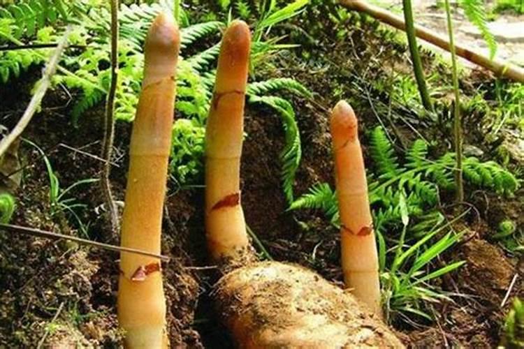 天麻的正确栽培方法