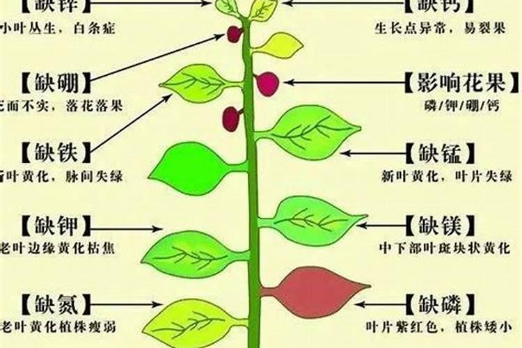 三七的施肥有哪些技术？