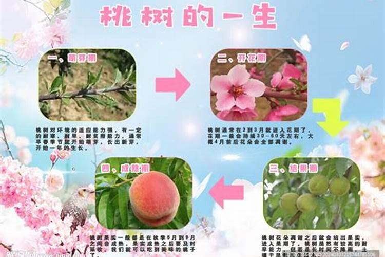 桃子高产有什么施肥方法桃树管理方法？