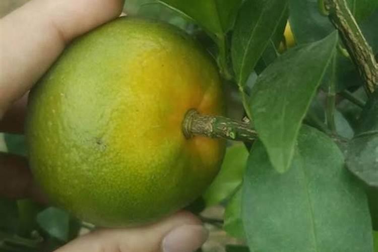 沃柑控梢用钾肥过多有什么后果？