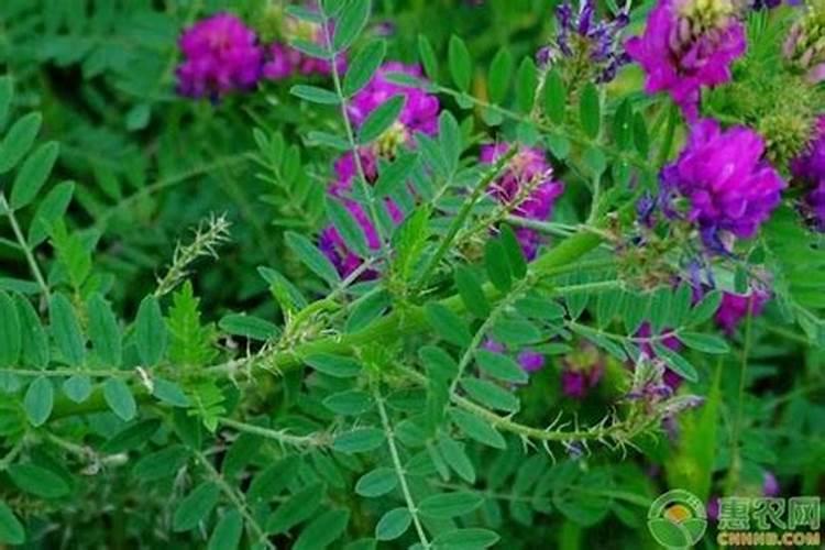 怎样种植黄芪才能高产？