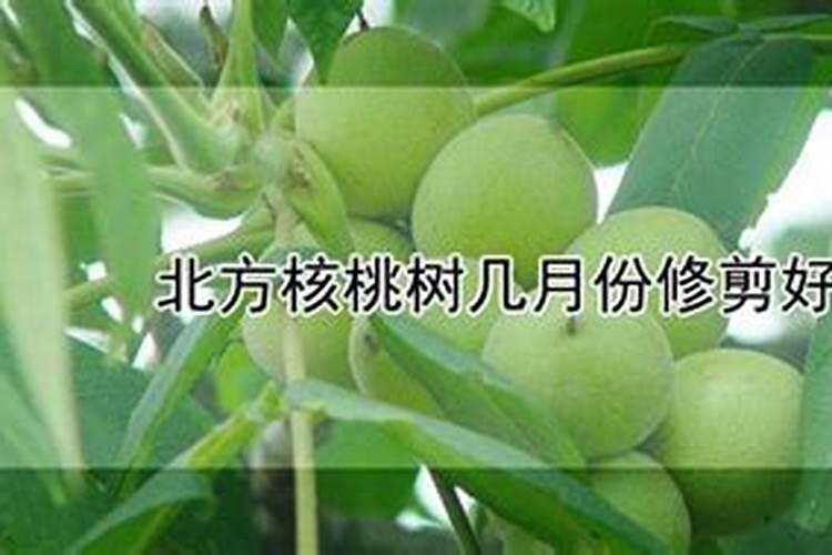 核桃树什么时候施肥